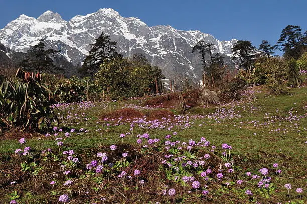 Chopta Valley