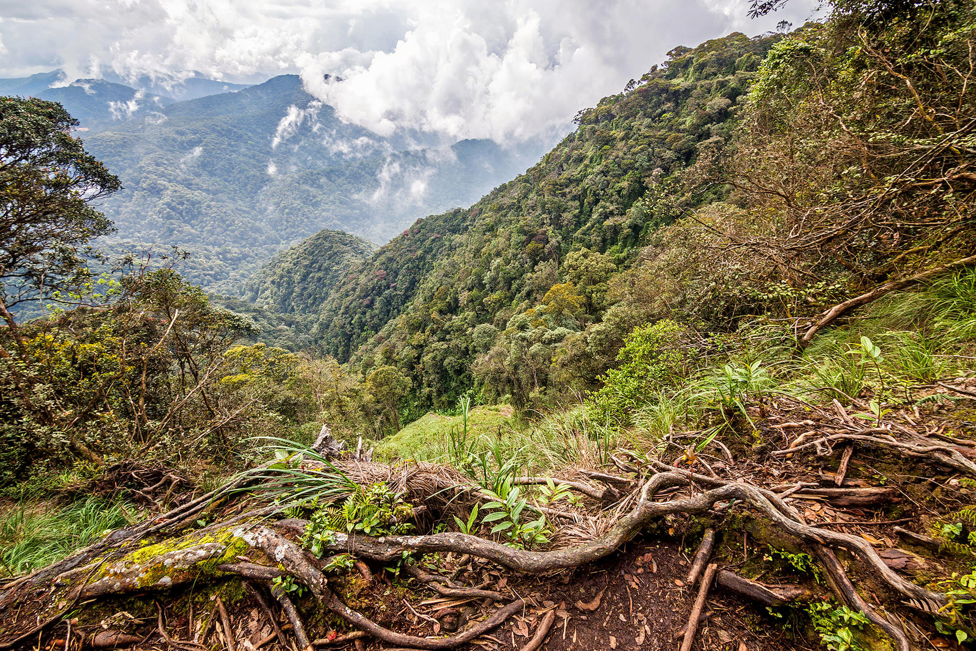 Jungle Trail