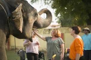 Feed the elephants at Hathi Gaon Village