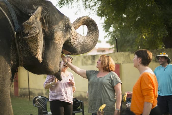 Feed the elephants at Hathi Gaon Village