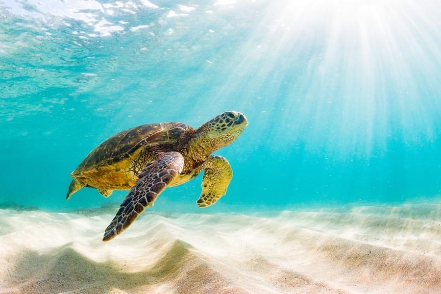 Endangered Sea Turtle Conservation Bali