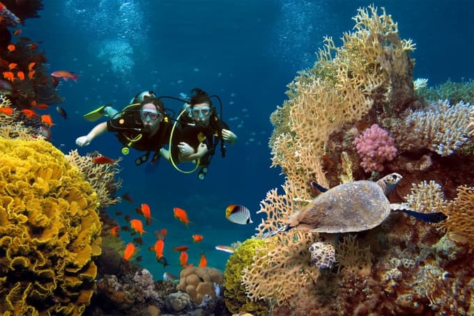 Scuba Dive into the marine world