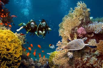 Scuba Dive into the marine world