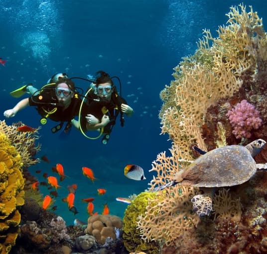 Scuba Dive into the marine world