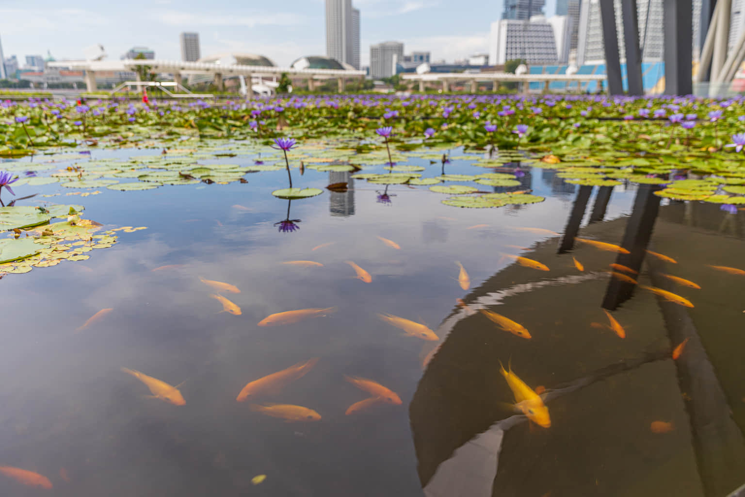 Marine Pond