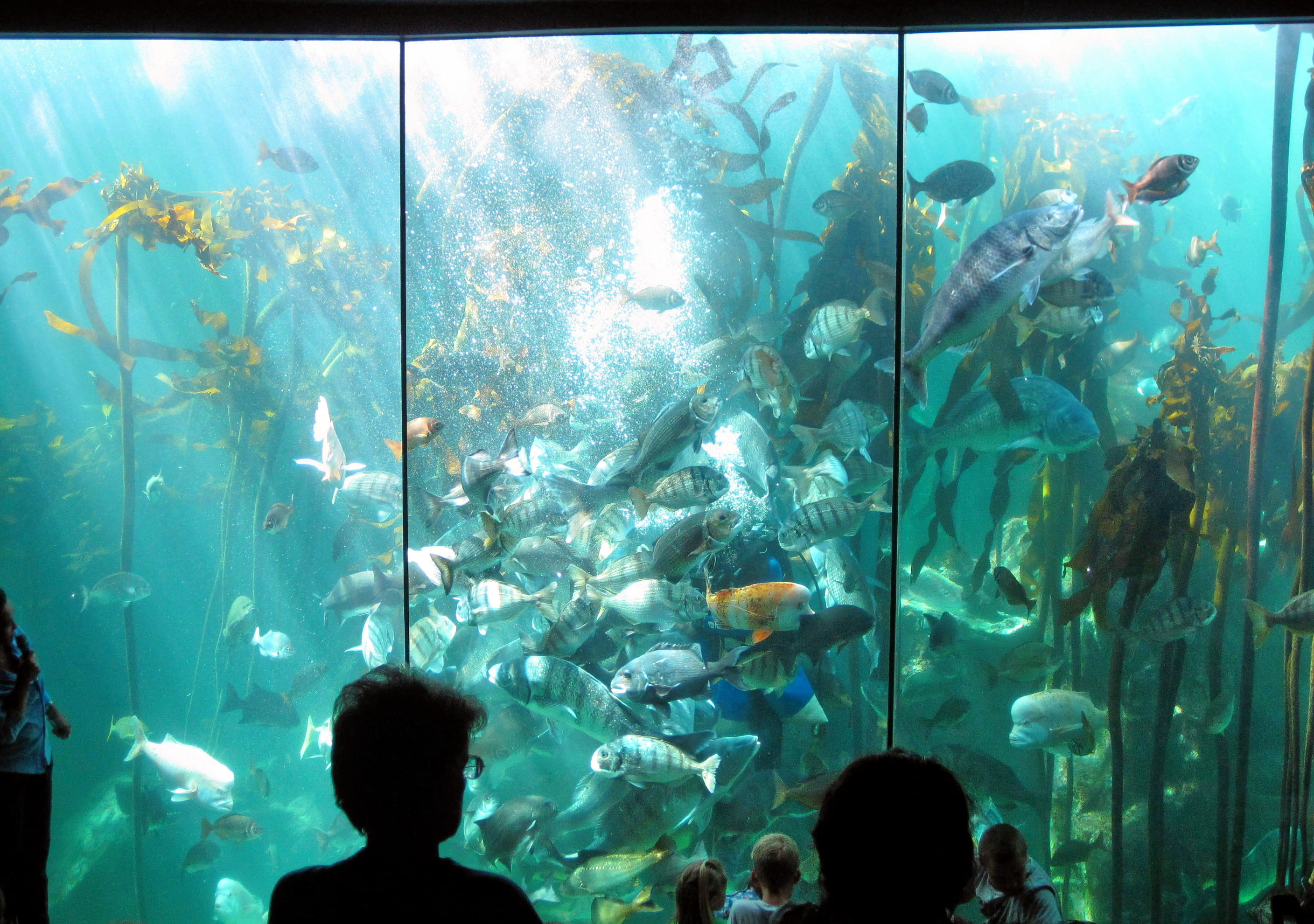 Two Oceans Aquarium Overview