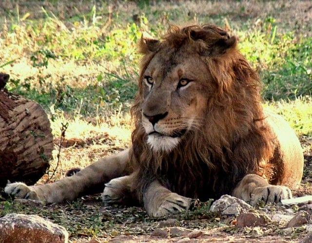 Lion at Mysore Zoo