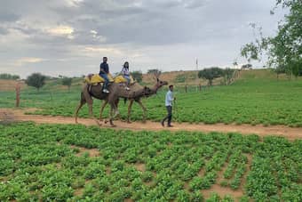 Ride through the lush fields of the villages in Osian during your 1.5-hour camel safari