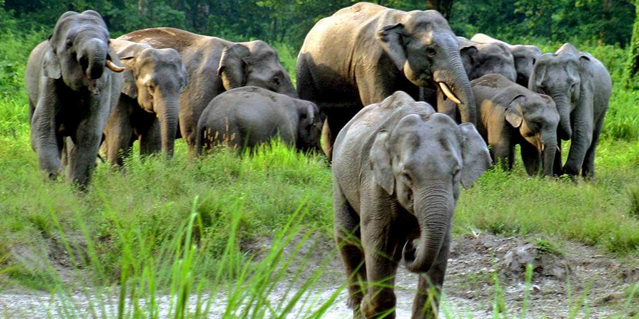 Visit Jaldapara Sanctuary