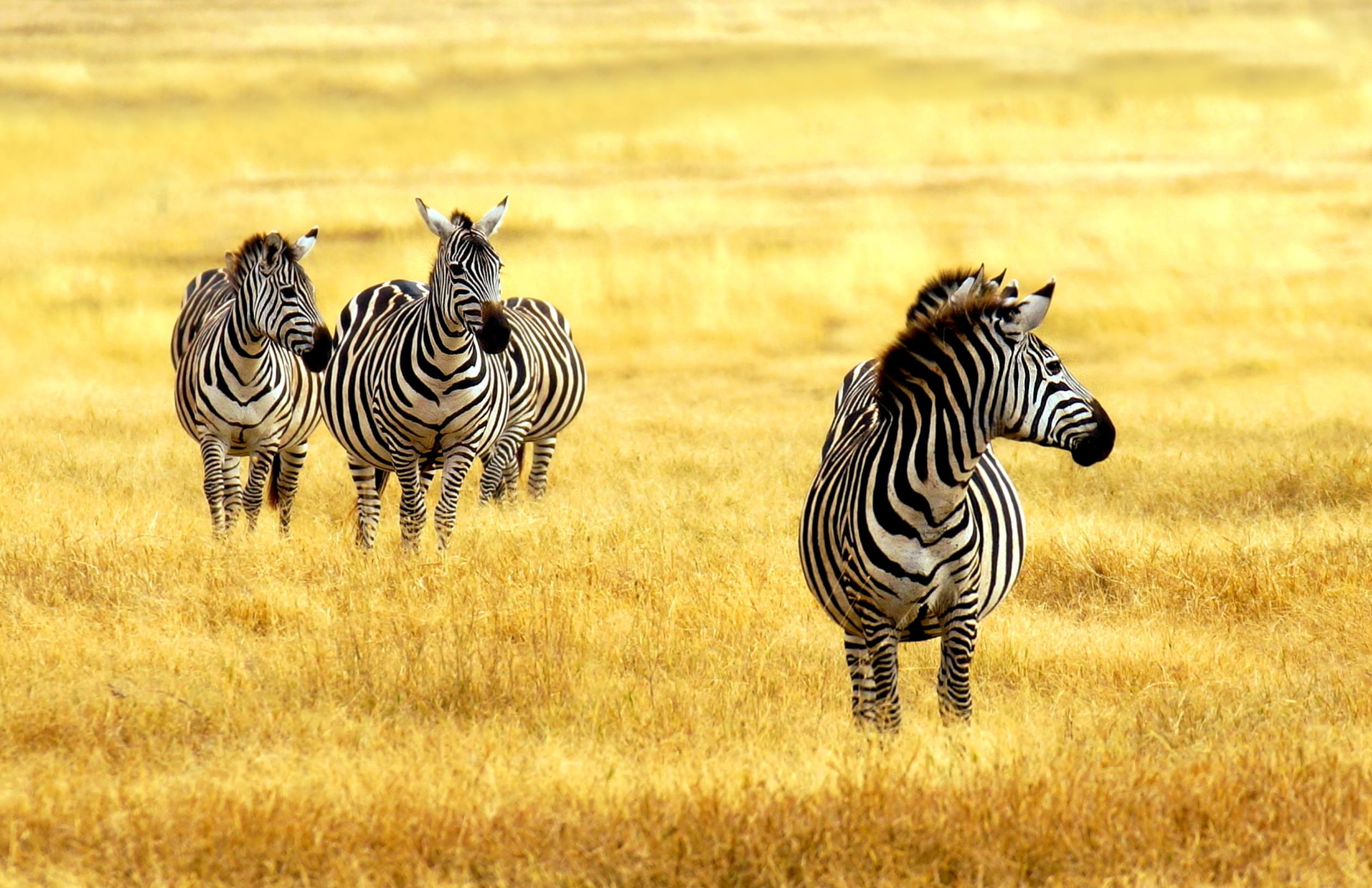 Meru National Park