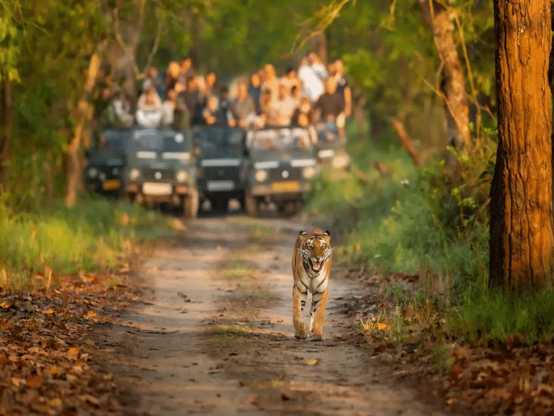 Pench Jungle Safari Image