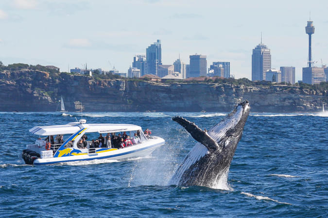 2-Hour High-Speed Whale Watching Cruise, Sydney