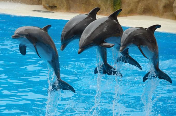 Dolphins Bay Phuket Tickets