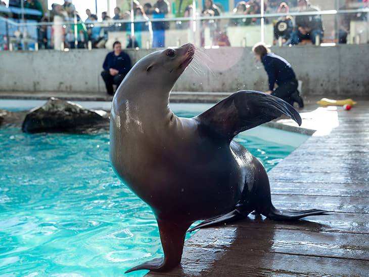 New England Aquarium Image