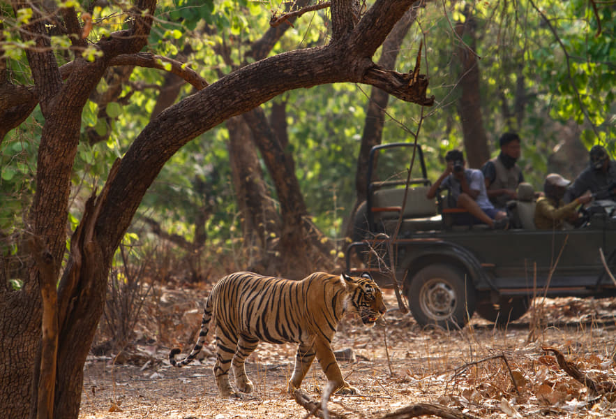 Valmiki Tiger Reserve Jeep Safari Image
