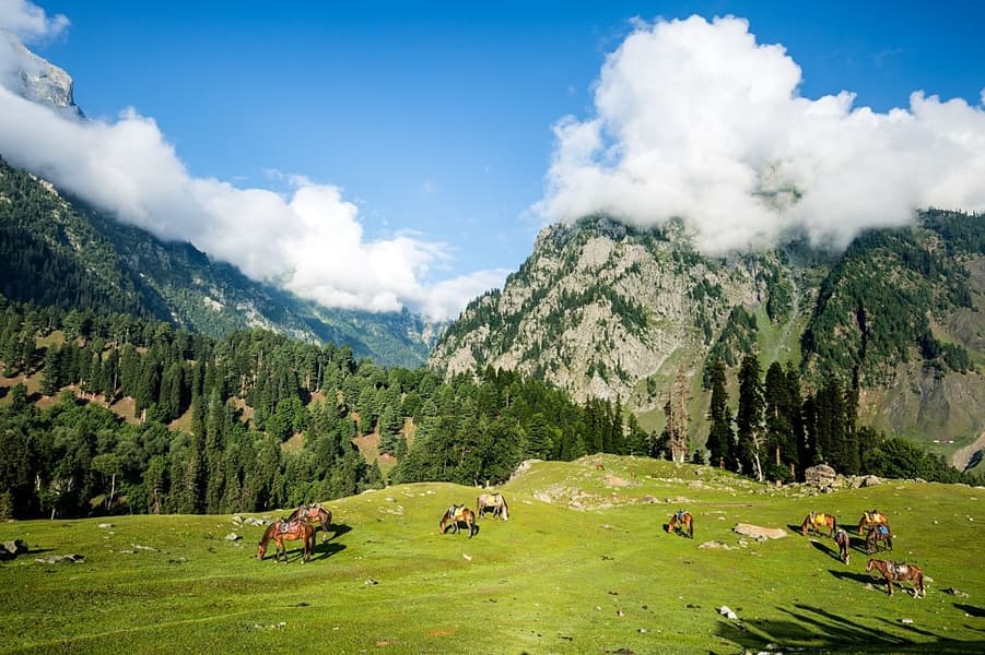 Kashmir Diaries with Vaishno Devi Temple Tour Image