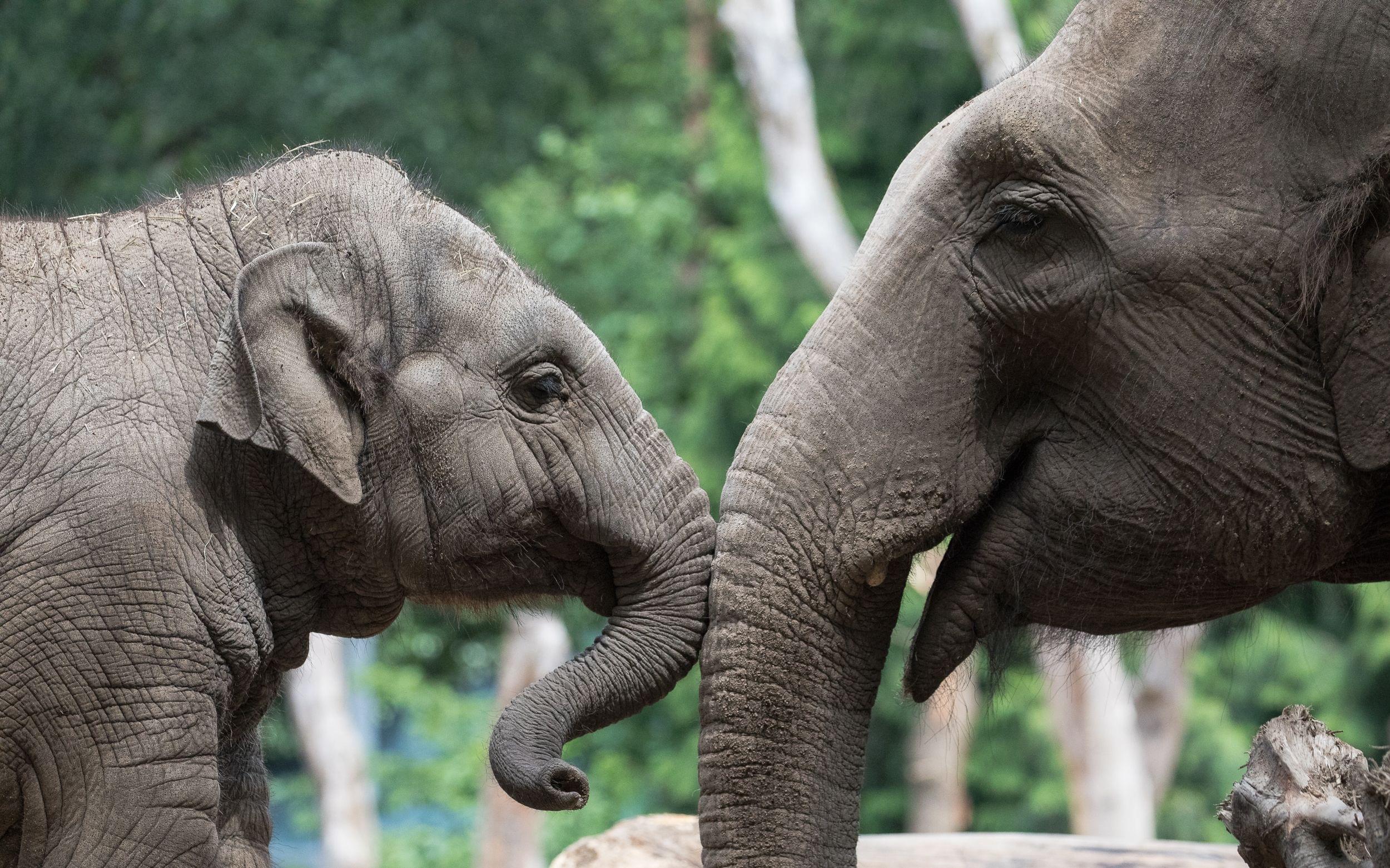 Elephants in Asian Zoos