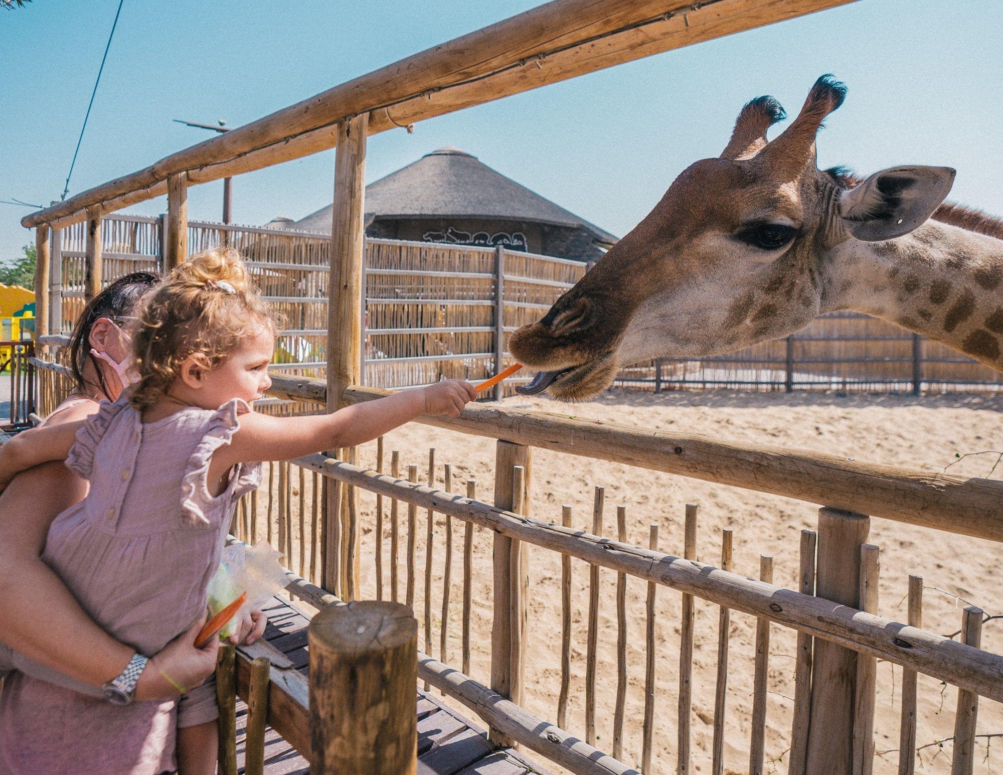 People Feeding Giraffe in Dubai Safari Park