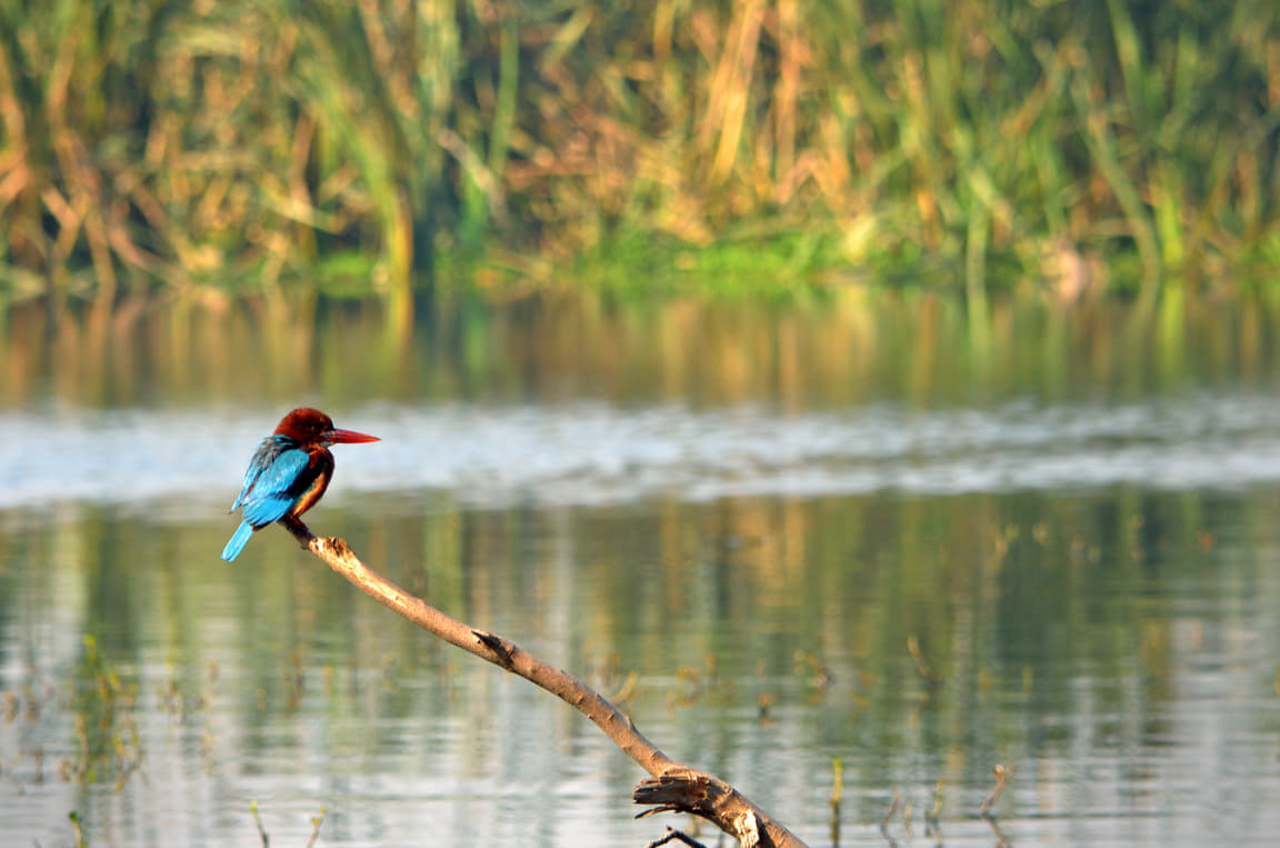 Okhla Bird Sanctuary