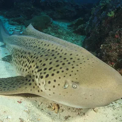 Dugong Island