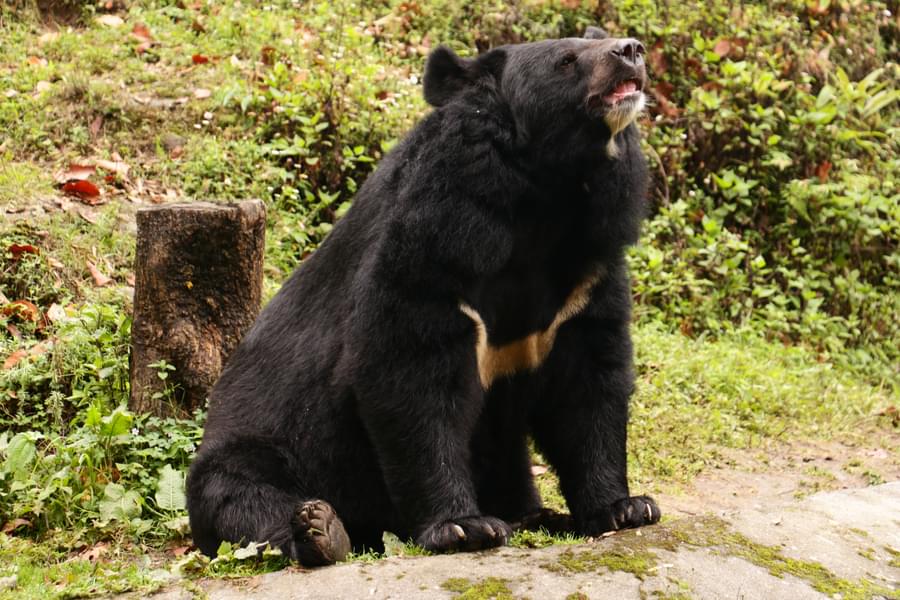 Darjeeling Half Day Sightseeing Tour Image