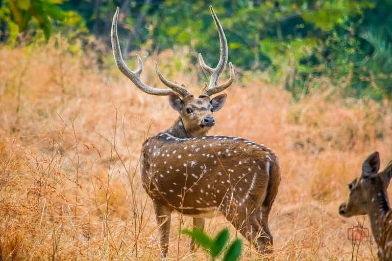 Set Out On A Wildlife Safari