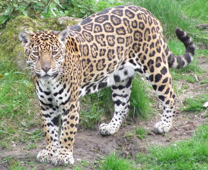 Jaguars in ARTIS Zoo