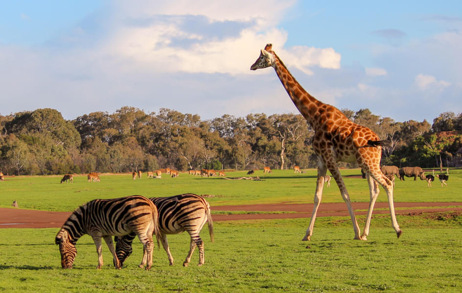 See the wonderful Giraffe and African Zebras