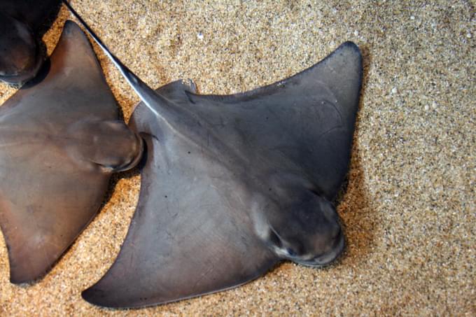 Bat Rays