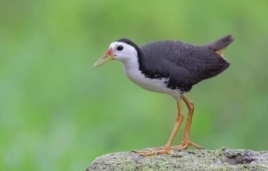 Spot Rare Migratory Birds