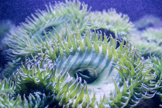 New England Aquarium