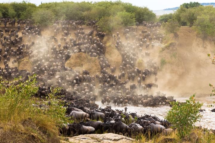 Great Migration in Masai Mara