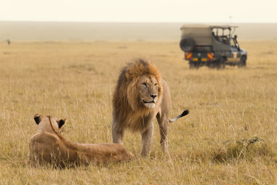 Full Day Game Drive at Masai Mara National Reserve Image