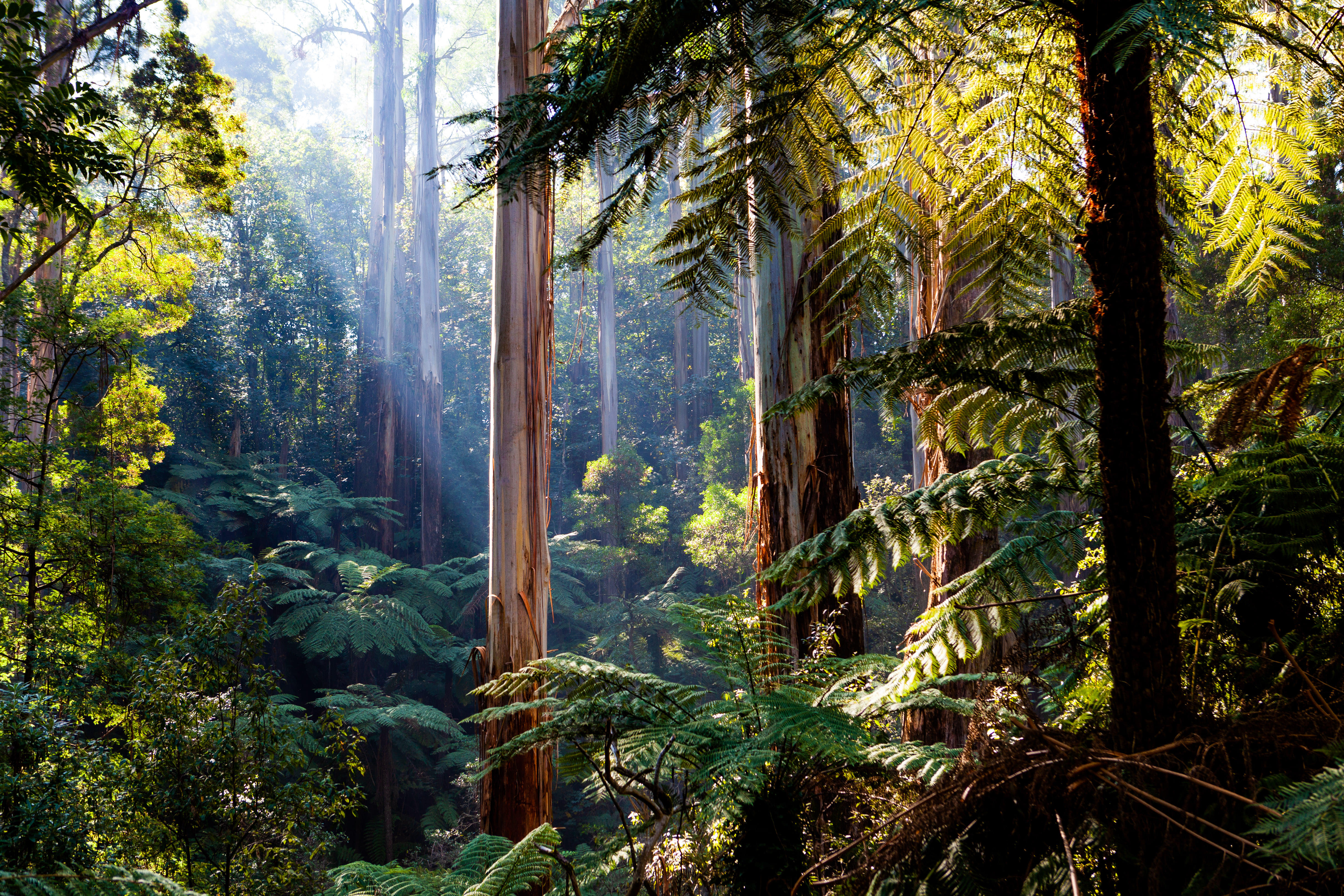 The Dandenongs and Yarra Ranges Tour in Melbourne