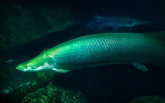 Observe the largest species of Gar family, the Alligator Gar along with various other species of fishes