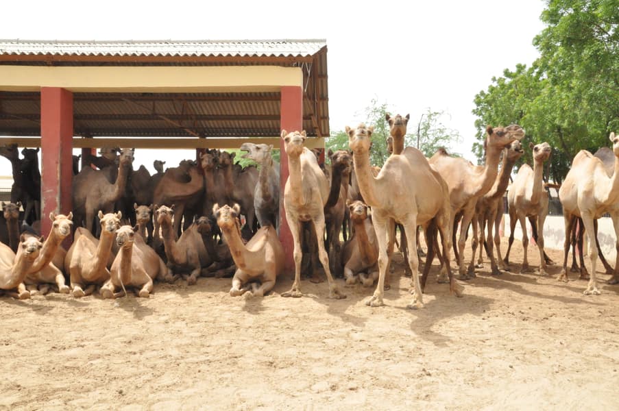 Half-Day Bikaner Sightseeing Tour Image