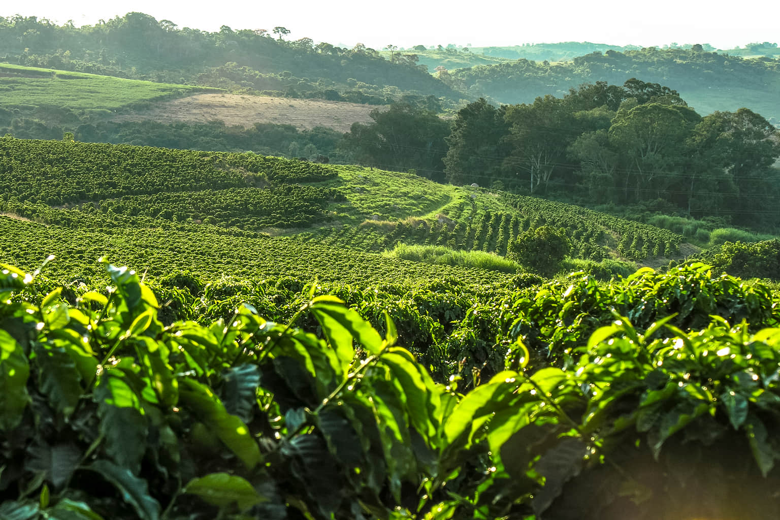 Take a Coffee Plantation Tour