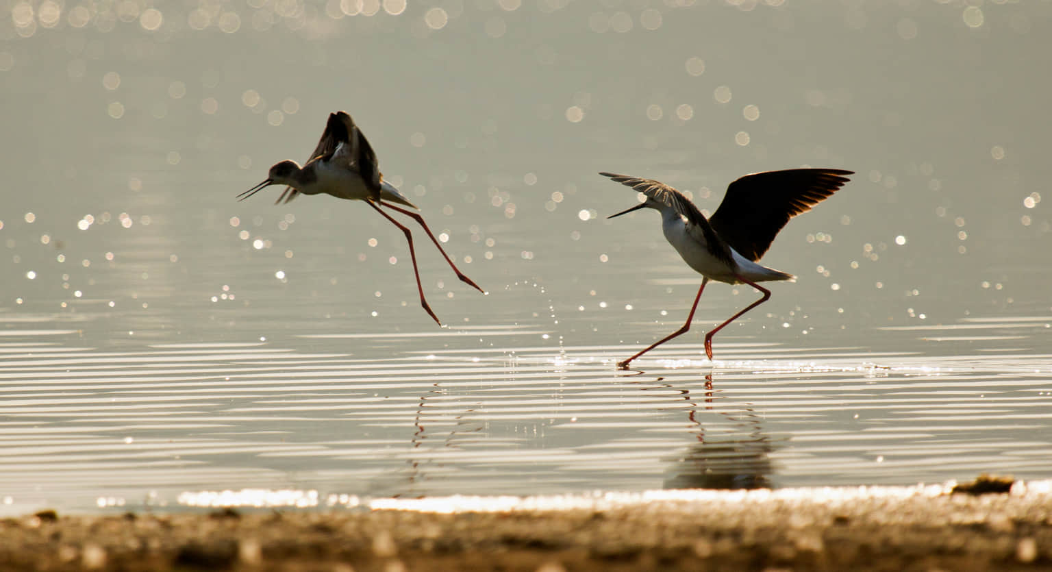 Hebbal Lake, <em>Bangalore</em>