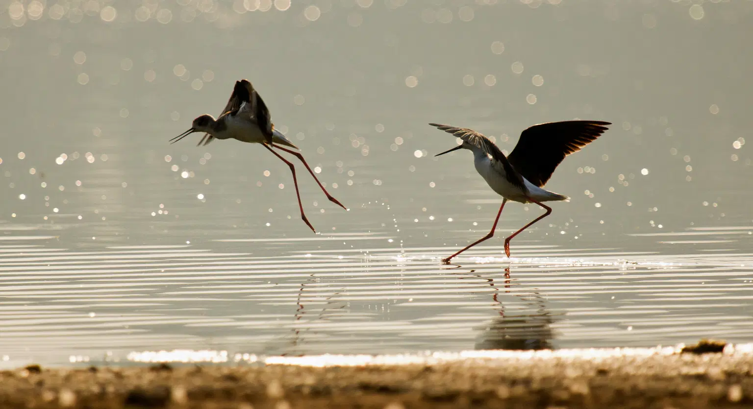Hebbal Lake