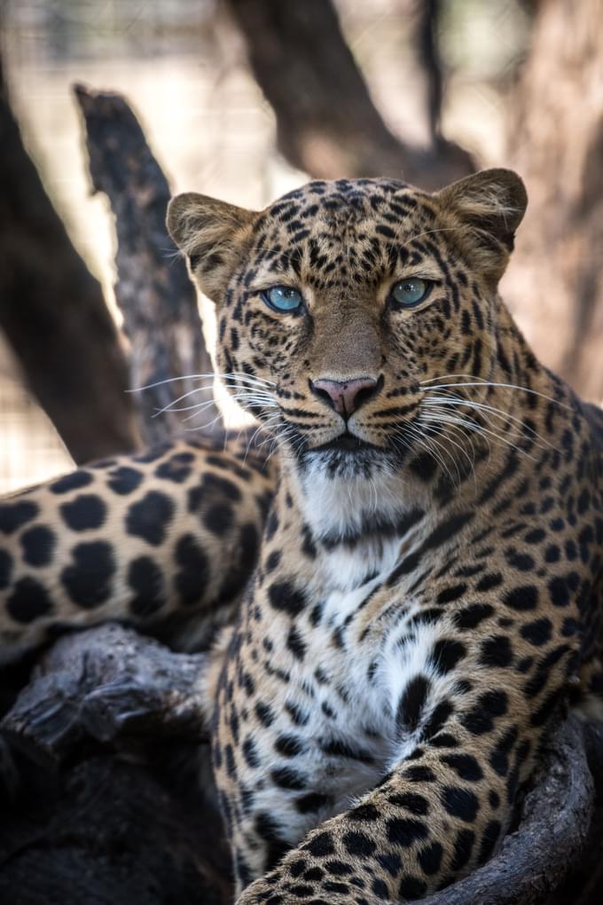 Clouded leopard