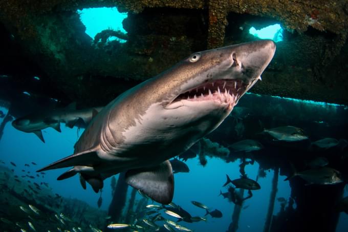 Sand Tiger Shark