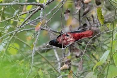 Indulge in Birdwatching & Flora Spotting