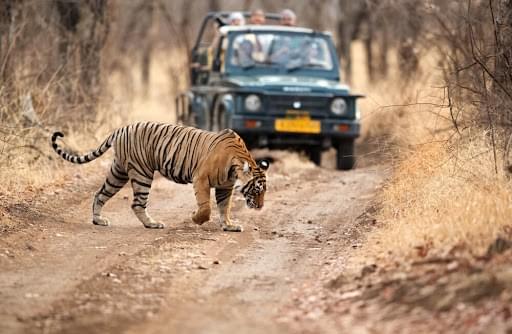 Get yourself comfortable in jeep safari