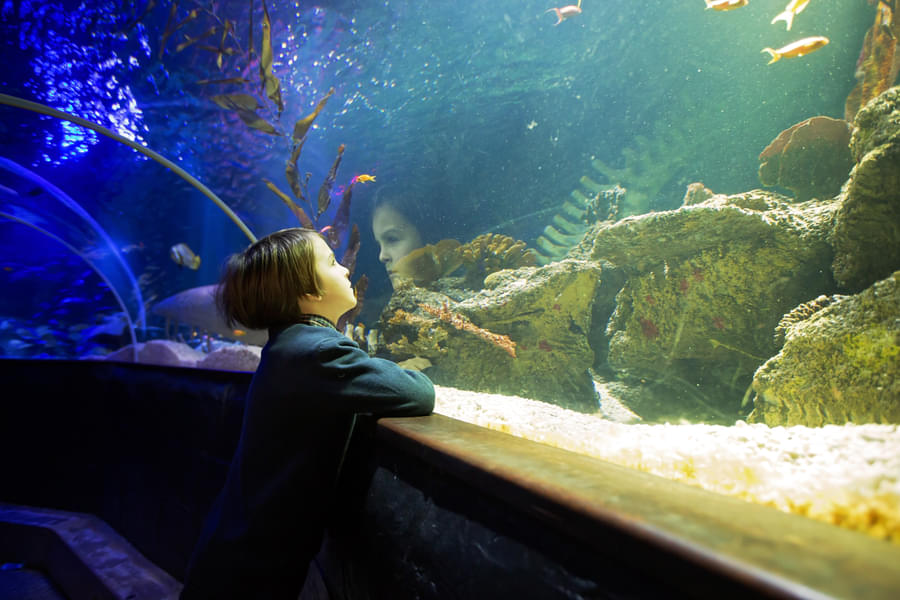 Watch the undersea world while visiting the SEA LIFE Porto Aquarium