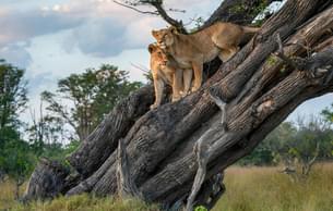 Spot prides of lions roaming freely in the wild savannah of Maasai Mara.