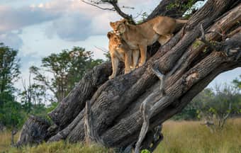 Spot prides of lions roaming freely in the wild savannah of Maasai Mara.