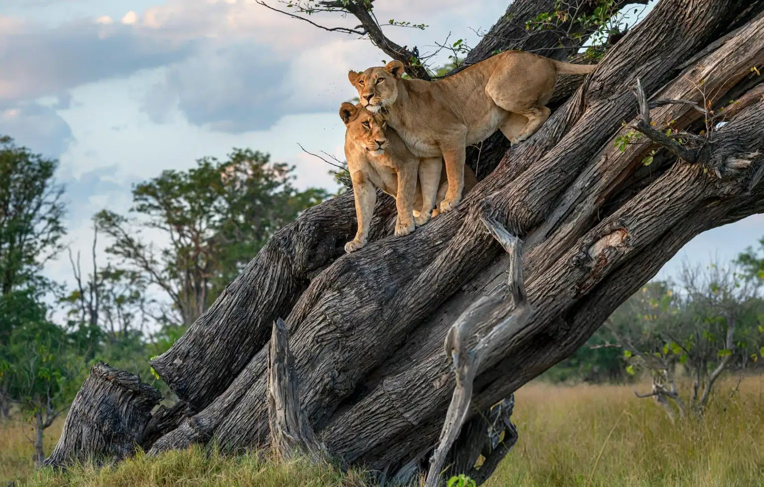 Kenya Wildlife Adventures | A Land of Safari & Splendors