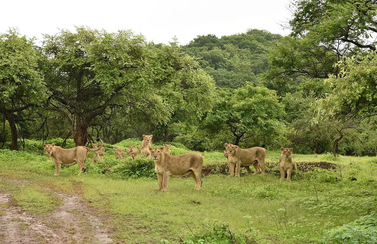 Gir Jungle Safari, Gujarat