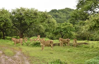 Get a chance to see lion families during your safari through Gir National Park