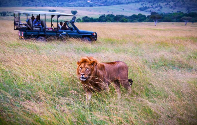 Lion spotted during game drive in Kenya National Park